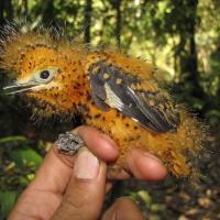 Cinereous Mourner nestling