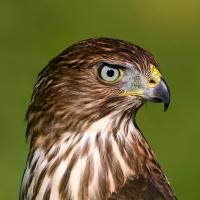 Immature Cooper's Hawk