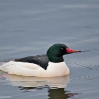 Common Merganser