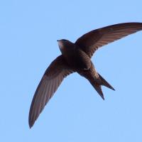 Common Swift