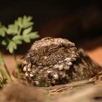 Common Poorwill