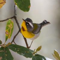 Crescent-chested Warbler