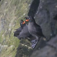 A pair of Crested Auklets on a rocky ledge. One is looking at the other; both are black and dark grey with pale eyes and short broad vivid orange beaks.