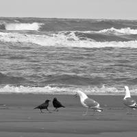 Crows and gulls at the shore