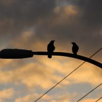 Crows on street light