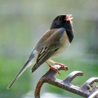 Dark-eyed Junco