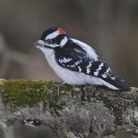 Downy Woodpecker