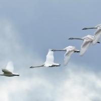 Swans in flight