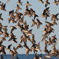 Flock of Dunlins in flight