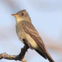 Eastern Wood-Pewee