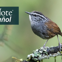 Gray-breasted Wood-Wren on a lichen covered tree branch