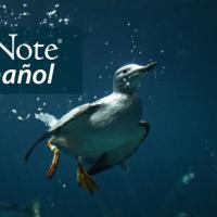 An underwater photo of a Common Murre swimming with wings beating downward