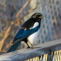 Eurasian Magpie in the sunshine, seen in right profile, perched on a fence; it's crisp black, blue and white plumage shining