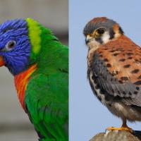 Composite showing a Rainbow Lorikeet and an American Kestrel