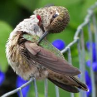 Anna's Hummingbird