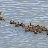 Female Common Eider with a creche of chicks