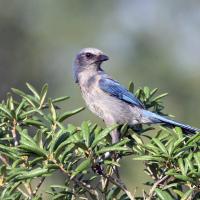 Florida Scrub-Jay with band