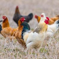 Free range chickens