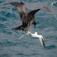 Frigatebird attacks Tropicbird