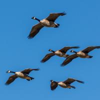 Canada Geese