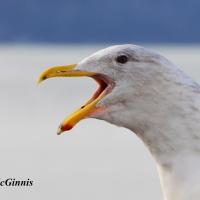 Glaucous-winged Gull