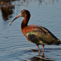 Glossy Ibis 