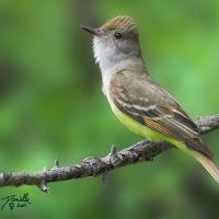 Great Crested Flycatcher