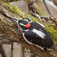 Hairy Woodpecker