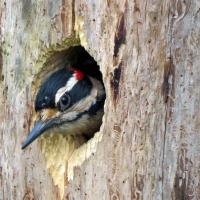 Hairy Woodpecker