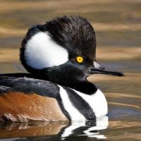 Hooded Merganser