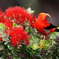 I'iwi, rainforest bird of Hawaii