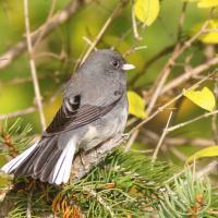 Dark-eyed Junco