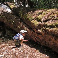 A child exploring the outdoors