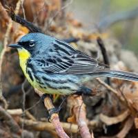 Kirtland's Warbler