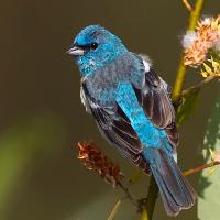 Lazuli Bunting