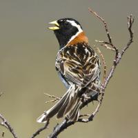 Lapland Longspur