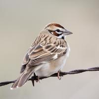 Lark Sparrow