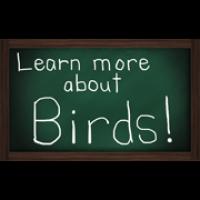 Learn more about birds!