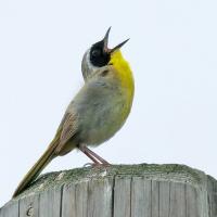 Male Common Yellowthroat singing