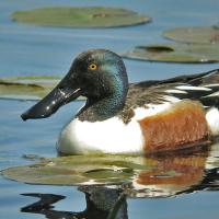 Male Northern Shoveler