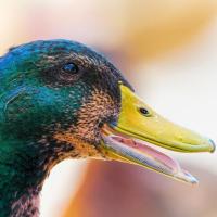 Mallard (male), taste buds are inside the bill