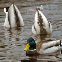 Three male Mallard ducks, two of them with their rear ends in the air and their heads underwater as they "dabble" for food.