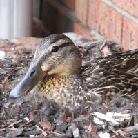 Mallard