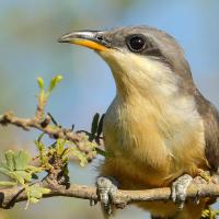 Mangrove Cuckoo found in Florida in winter