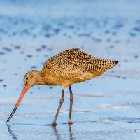 Marbled Godwit