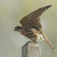 Female Merlin perched on fence post