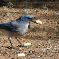 Mexican Jay choosing from among several unshelled peanuts. It is holding one peanut in its beak.