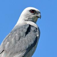 Mississippe Kite