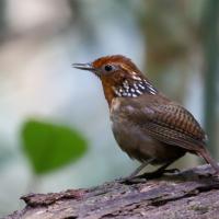 Musician Wren