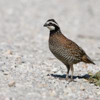 Northern Bobwhite